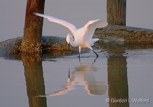 Snowy Egret Hunting_27863.jpg - Beside an old tire breakwater, photographed near Port Lavaca, Texas, USA.